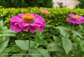 IIP Online Student Photography